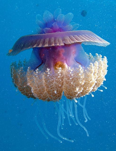 jellyfish