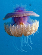Jellyfish: 