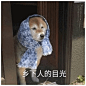 乡下人的目光