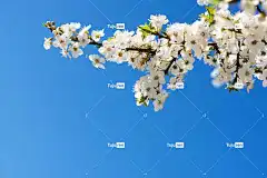 自然 花朵 樱桃 春天 免费壁纸 可能 酷背景 桌面背景 四月