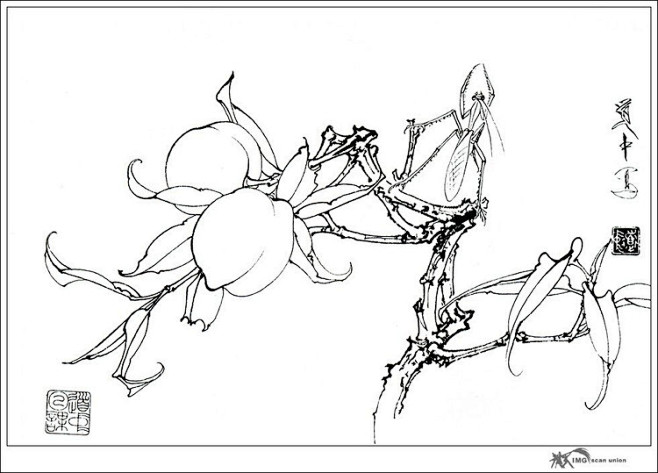 工笔白描——花卉：桃子26