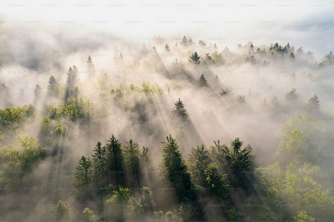 a forest of trees