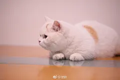 震惊！小猫咪竟然自带两个网红脏脏包 ​​​​