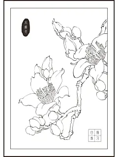 【国风元素18/100】木棉花-勾线白描素材 - 小红书