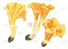 三个橙色蘑菇鸡油菌孤立在白色背景。水彩手绘插图。可食用的蘑菇。适合印刷，卡片，森林设计，图案，横幅。