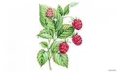 顶级鲜花美食水果手绘插画-挪威Kateryna Savchenko [46P] (40).jpg
