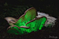 学名 Omphalotus nidiformis 的生物发光真菌，在夜间会发出绿色的光。原产于澳大利亚，有毒。发光是由真菌中的酶与氧气之间的化学反应引起的。
摄影：poida84（Reddit） ​​​​