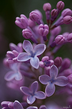 yinxueerd采集到花儿