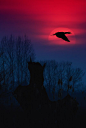 ♂ Sunset Silhouette, Solo bird ,Dusk by István Ponty