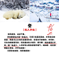 搜索词：斑马语文-搜索结果-广告创意-adbug广告查查