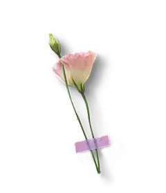 鲜花-PNG：