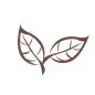 线描茶叶叶子