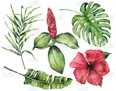水彩热带花和叶子。手绘龟背竹, 椰子和香蕉棕榈枝, 芙蓉, 在白色背景下的姜。设计, 印刷或织物花奇