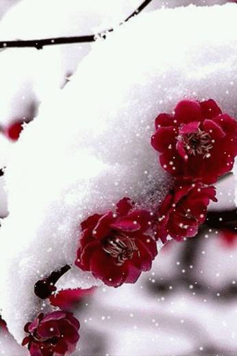 人生最美，不过是凭栏看落雪，几分清明，几...