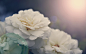 flowers macro nature wallpaper (#2117577) / Wallbase.cc