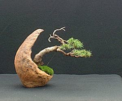 灵感邦丨ideabooom采集到丨L丨创意盆栽盆景丨创意艺术造型松树花盆植物设计