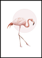 Juliste vaaleanpunaisella flamingolla: 
