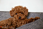 Teddy Bear Dog describes dogs bread to look like Teddy Bears