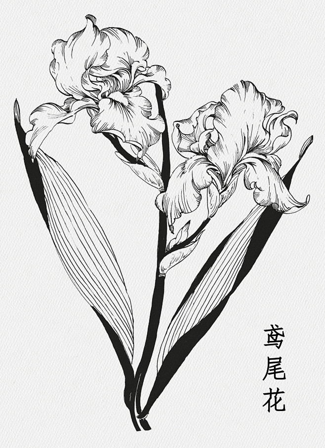 鸢尾花线描画图片