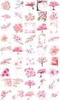 樱花季樱花树浪漫粉色花瓣花朵花卉花束插图插画元素设计模板素材