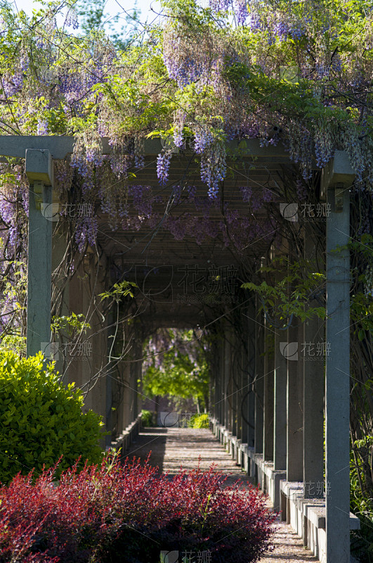 紫藤,散步道,垂直画幅,美,公园,枝繁叶...