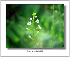 茉莉li采集到花草科