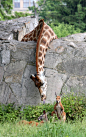 llbwwb:

Giraffe checking out his Neighbors :) Photographer: Bartek T.