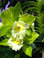 Orchid Cattleya Hybrid Green