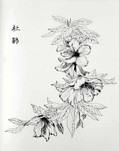 梅花小弄采集到白描花卉-芙蓉 扶桑 秋葵 杜鹃