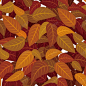 树叶高清素材 树叶 树叶底纹 免抠png 设计图片 免费下载