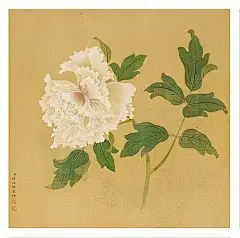 清 蒋廷锡《百种牡丹谱》_5_西园雅集_来自小红书网页版
