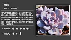 唯美6668采集到多肉植物