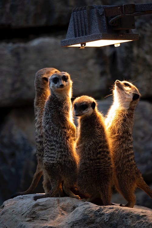 Photo of Meerkats Lo...