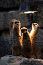 Photo of Meerkats Looking At The Light