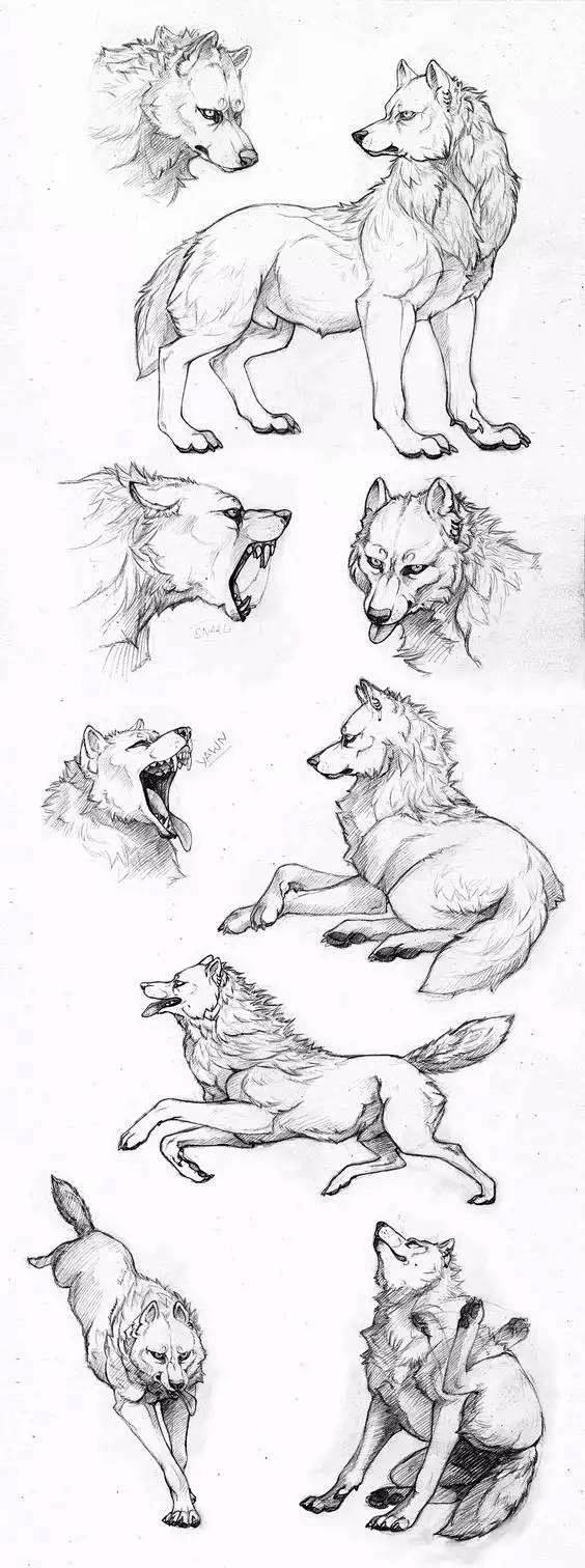 狼的画法