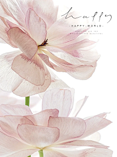 小泥鳅☞采集到花