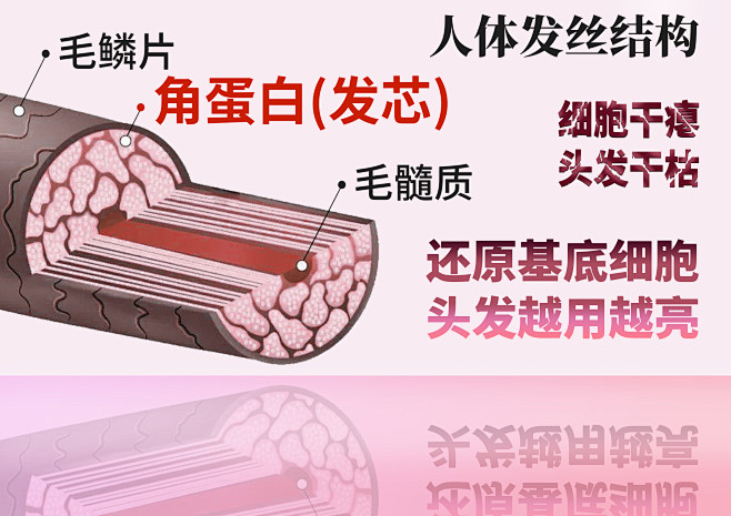 人体发丝结构
