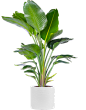 室内植物3