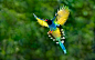 Animal - Taiwan Blue Magpie  Flight Bird Colorful Bokeh Animal Wallpaper