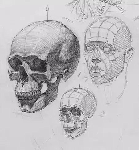 人物头部结构详解
