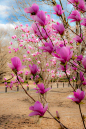 Japanese Magnolias