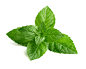 mint 薄荷 Peppermint 叶子 素材#香草##薄荷##叶子#