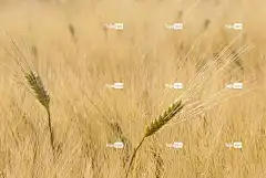 原野 粮食 自然 景观 农业 墙纸 高清壁纸 大麦