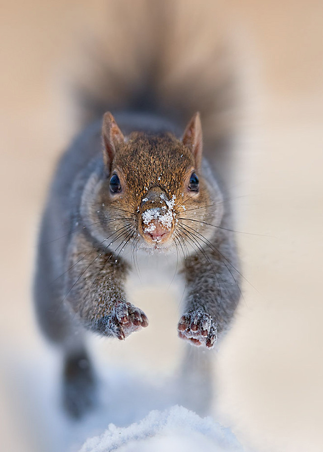 Photograph Squirrel ...