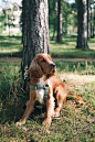 免费 坐在树旁边的中涂层棕狗 素材图片