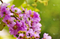 Lagerstroemia叶的花