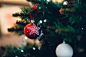 Close-up of Christmas Tree