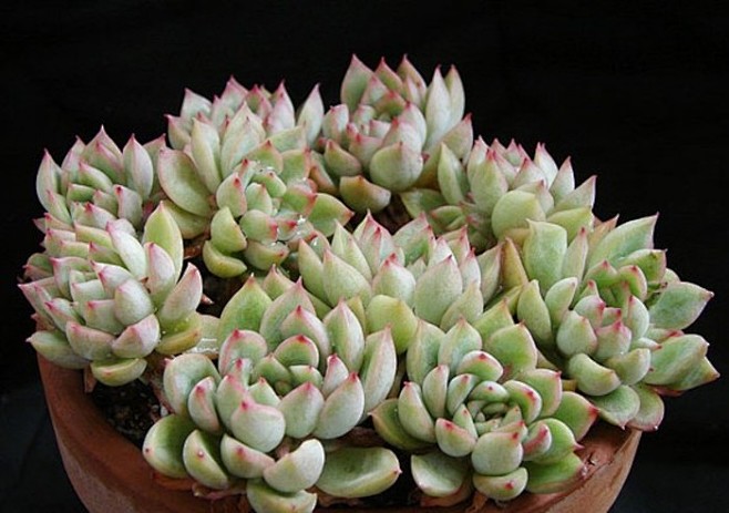 女雏（Echeveria cv. Meb...