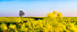 【美图分享】pascal Kiszon的作品《Yellow . . .》 #500px#