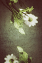 The Garden of Eve/美术摄影作品欣赏